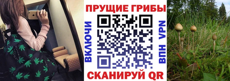 даркнет сайт  Тарко-Сале  Галлюциногенные грибы Magic Shrooms 
